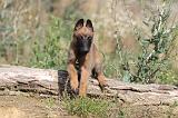 MALINOIS 271